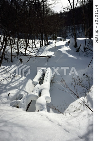 新雪の橋を渡る 新雪の橋を渡る 20501134