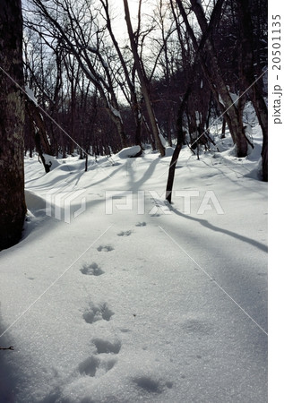 新雪の森1 新雪の森1 20501135