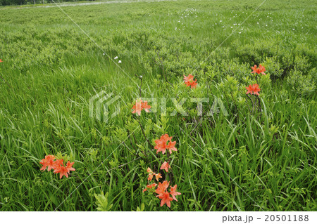 尾瀬に咲く花の写真素材 5011