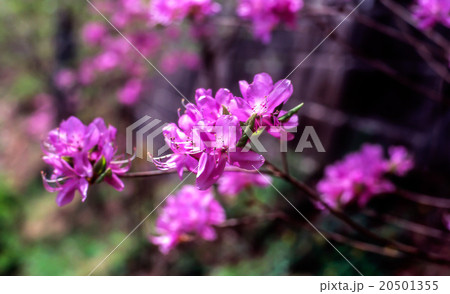 つつじの花 つつじの花 20501355