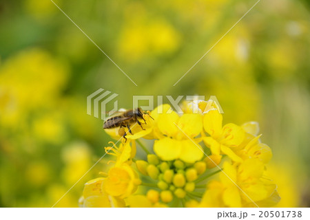 菜の花にとまる蜂 菜の花にとまる蜂 20501738