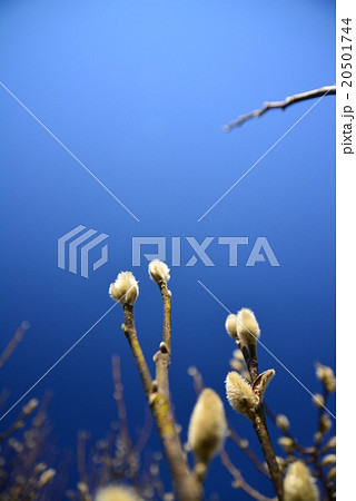 こぶしの花のつぼみの写真素材