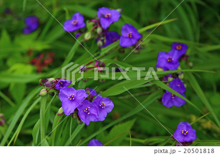 北海道　琵琶瀬展望台　花 20501818