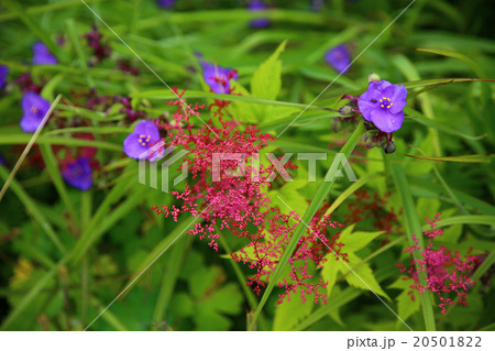 北海道　琵琶瀬展望台　花 20501822