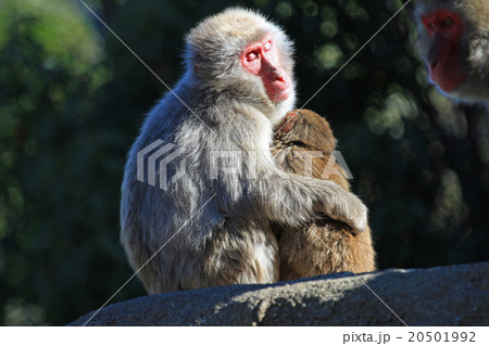 ニホンザルの親子 20501992