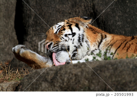 アムールトラ アムールトラ 20501993