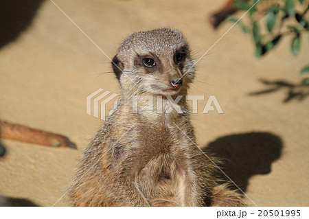 ミーアキャット ミーアキャット 20501995