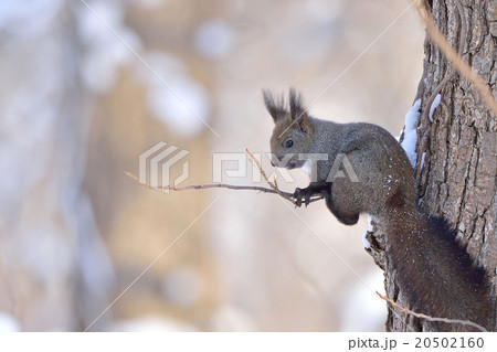 冬のエゾリス 20502160