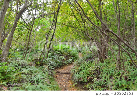 京都一周トレイル 西山コース 京都一周トレイル 西山コース 20502253
