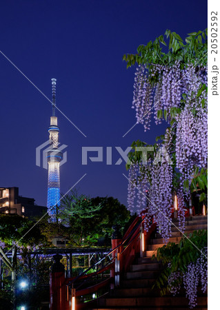 東京スカイツリーと藤の花 20502592