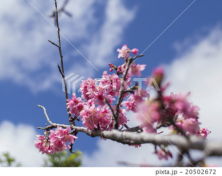 沖縄の桜(漫湖公園の寒緋桜) 20502672