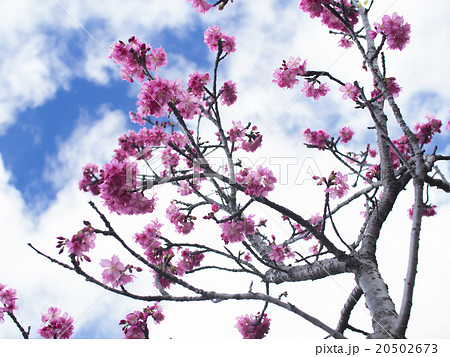 沖縄の桜(漫湖公園の寒緋桜) 20502673