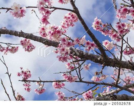沖縄の桜(漫湖公園の寒緋桜) 20502678
