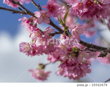 沖縄の桜(漫湖公園の寒緋桜) 20502679