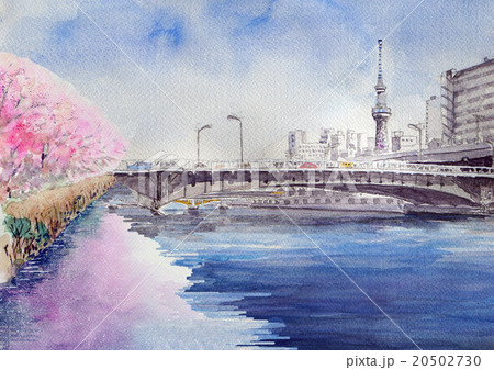 隅田川の桜とスカイツリーのイラスト素材