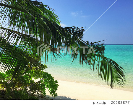 Shoreline of a tropical island in the Maldives  20502877