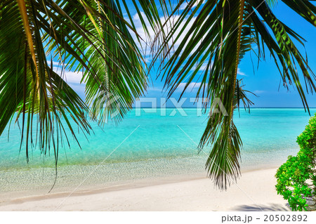 Shoreline of a tropical island in the Maldives 20502892