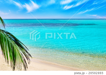 Shoreline of a tropical island in the Maldives 20502893