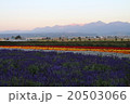 花畑と十勝岳 20503066