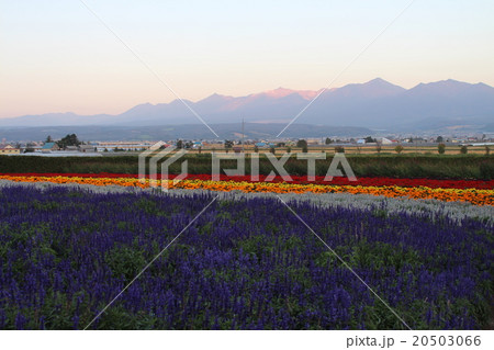 花畑と十勝岳 20503066
