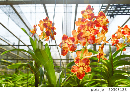 Beautiful yellow orchid flower 20503128