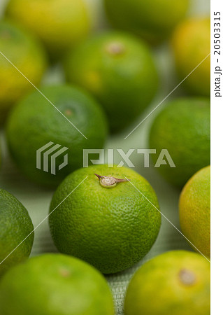 スダチ スダチ 20503315