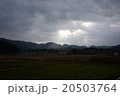 里山 20503764