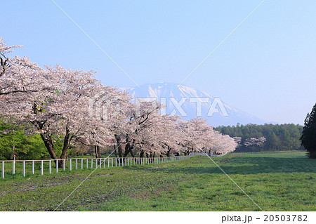 牧場の桜並木 牧場の桜並木 20503782