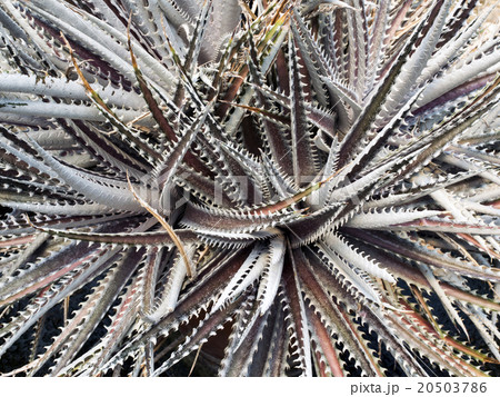 top view of agave bush 20503786