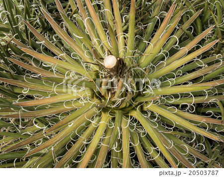 top view of cactus top view of cactus 20503787