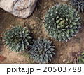 top view of cactus 20503788