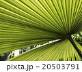 palm leaf 20503791