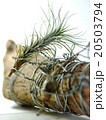 airplants  on the driftwood 20503794