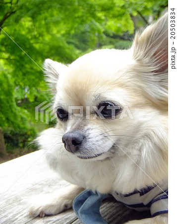 愛犬チワワと新緑 愛犬チワワと新緑 20503834