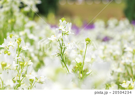 リナリア　ヒメキンギョソウ　姫金魚草　グッピー 20504234