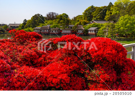 長岡天満宮 - キリシマツツジj 20505010