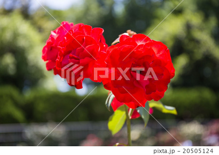 バラの花 バラの花 20505124