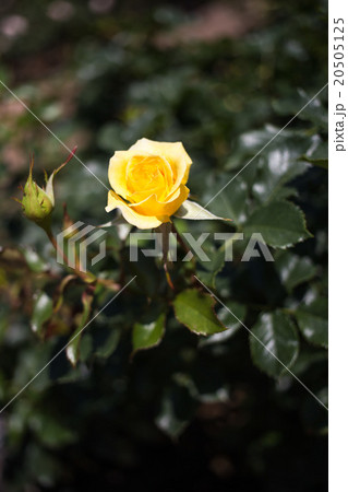 バラの花 バラの花 20505125