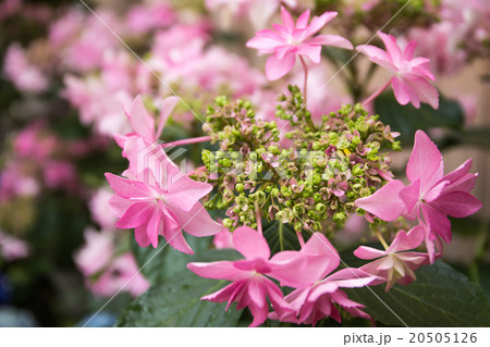 ピンクの花 ピンクの花 20505126