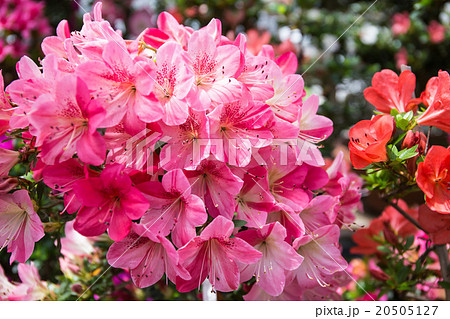 五月の花 20505127