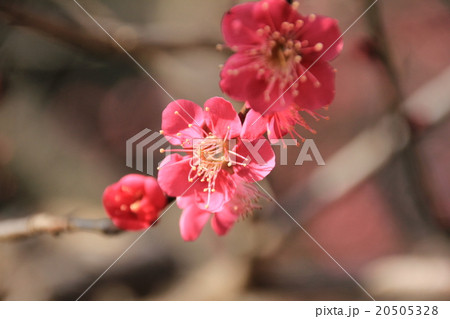 紅梅 20505328