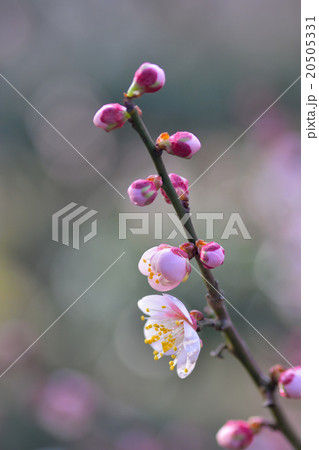 梅の花 梅の花 20505331