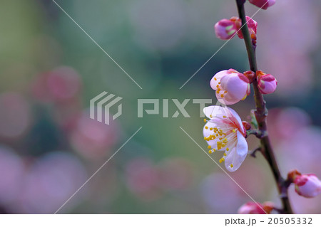 梅林の春 20505332