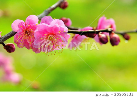 梅の花 梅の花 20505333