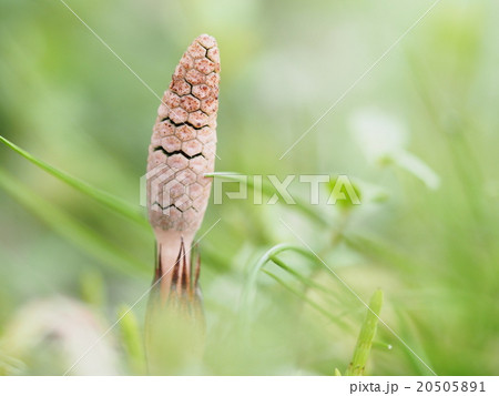 つくし つくし 20505891