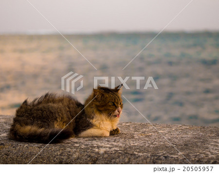 ベロねこ 20505957