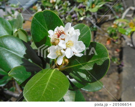 マルバシャリンバイの花の写真素材
