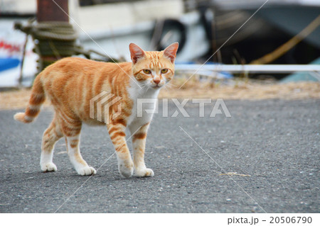 野良猫160214 野良猫160214 20506790