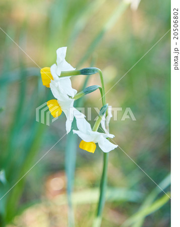 ニホンスイセン 20506802