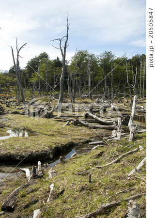 Damage To The Environment And Forests Damage To The Environment And Forests 20506847
